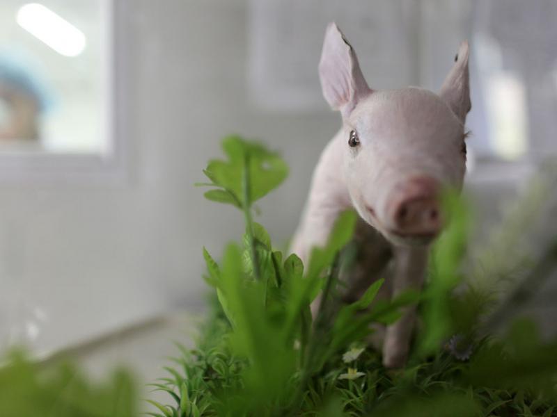 Porcos poderão vir a doar órgãos a seres humanos 800