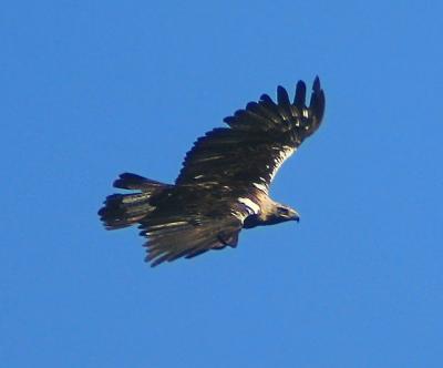 Número de casais de águia-imperial-ibérica mais do que duplicou em Portugal - TVI