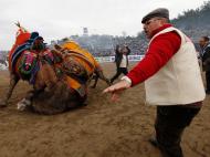 Judo para camelos [Reuters]