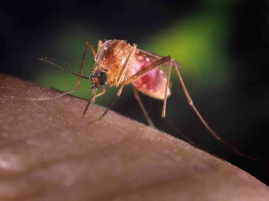 Dengue [Reuters]