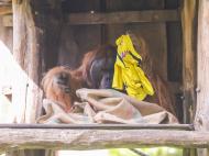 Orangotango Walter no zoo de Dortmund