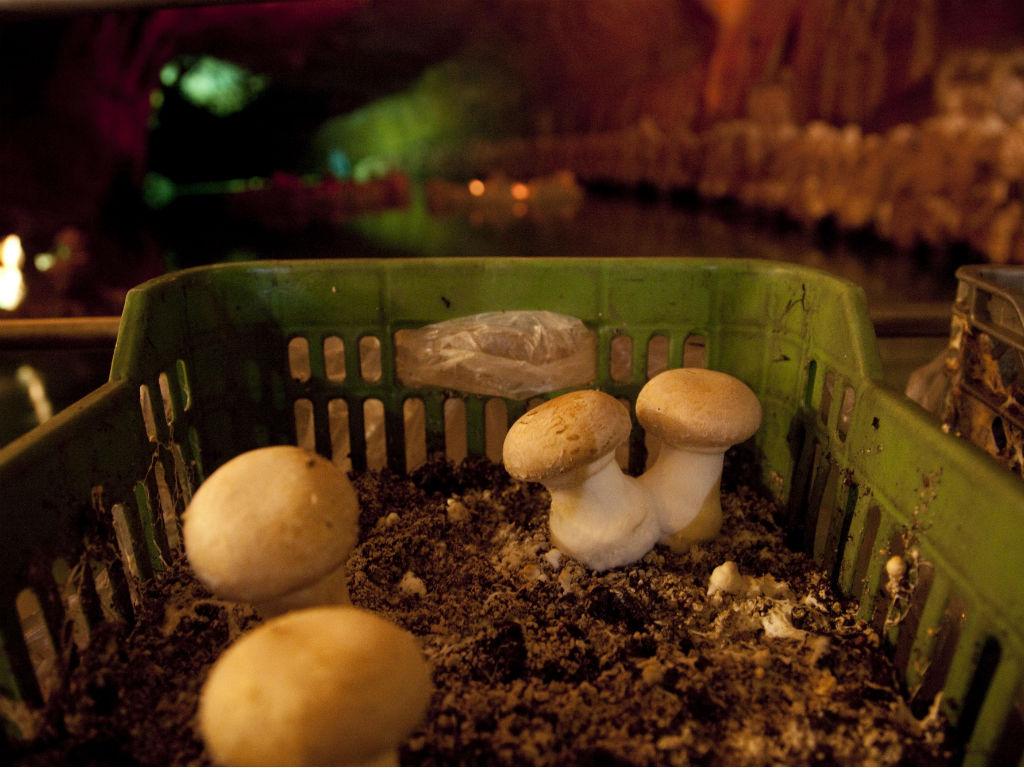 Grutas de Mira de Aire produzem cogumelos (PAULO CUNHA/LUSA)