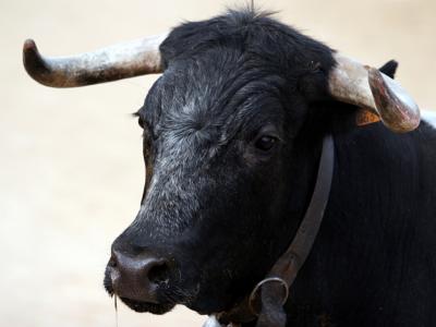 PAN/Açores denuncia à polícia morte de touros na ilha Terceira - TVI