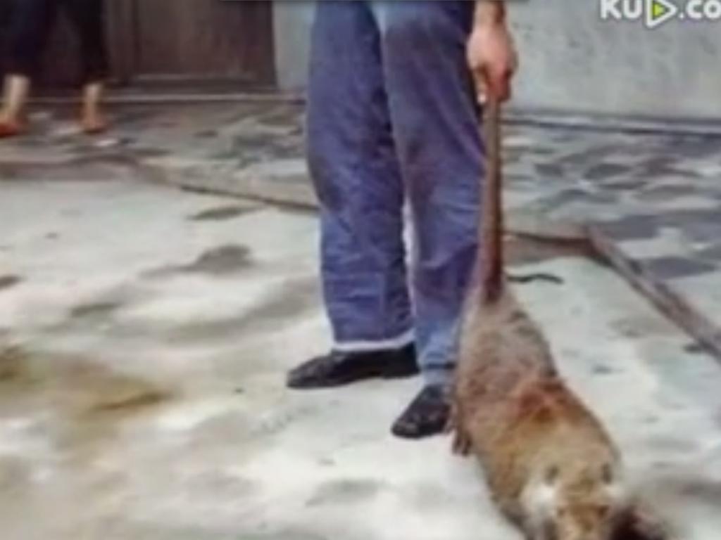 G1 - Agricultores matam rato de 1 metro que aterrorizava cidade chinesa -  notícias em Planeta Bizarro