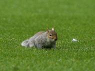 Esquilo interrompeu QPR-Leicester