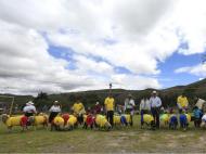 Colômbia-Brasil em duelo de ovelhas