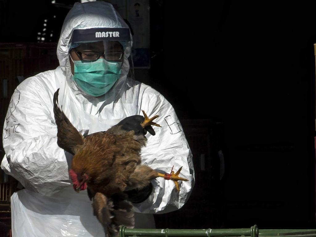 Gripe das Aves [Reuters]