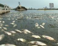 Centenas de peixes mortos no lago dos JO2016