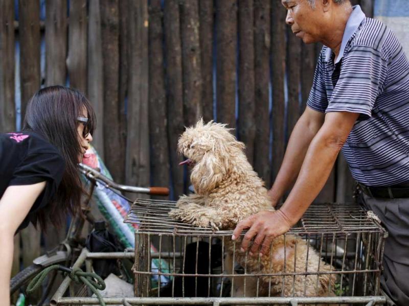 Yulin. O festival de carne de cão que indigna a maioria dos chineses