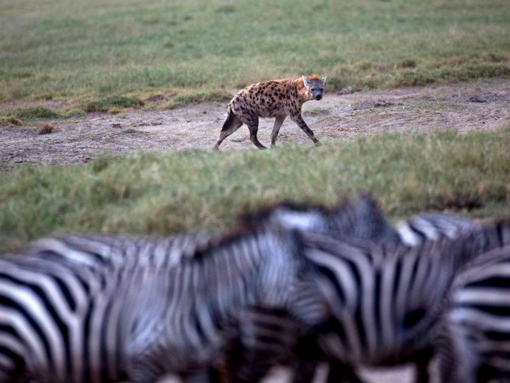 Uma hiena olha para um rebanho de zebras, no Park Lake Nakuru National, na Quénia (REUTERS / Joe Penney)