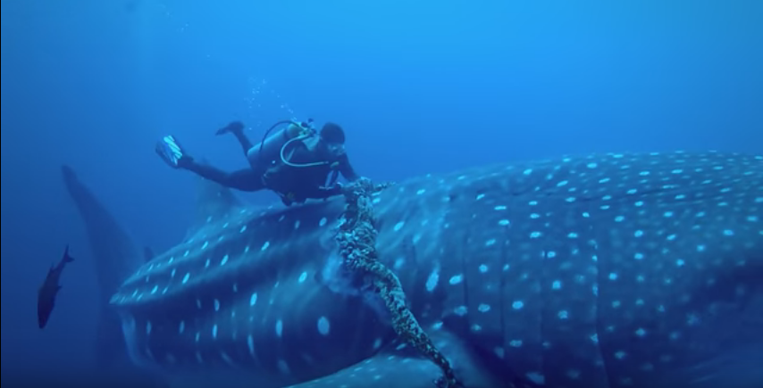Mergulhadores surpreendidos por tubarão raro: Foi tão bonito de se ver -  SIC Notícias