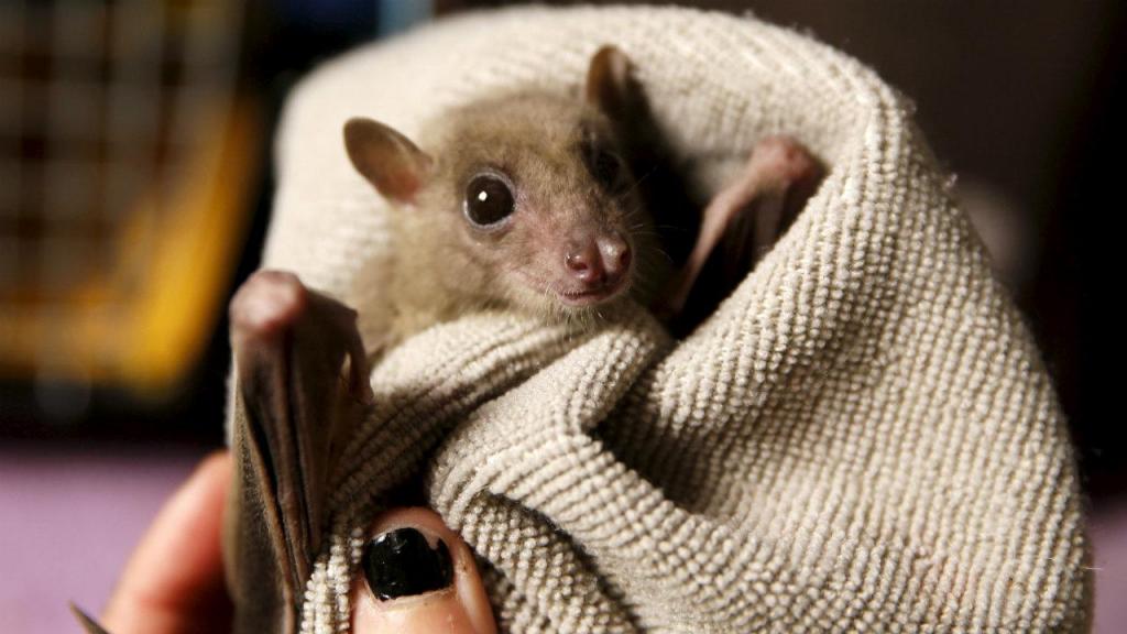 Nora Lifschitz: a "encantadora de morcegos"
