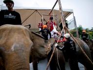 Polo em Elefantes na Tailândia (Lusa)