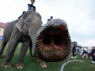 Polo Elefantes (Reuters)