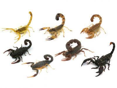 Captadas imagens inéditas do escorpião mais venenoso do mundo - TVI