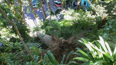 Julgamento de caso da queda da árvore no Monte adiado pela terceira vez devido a greve - TVI