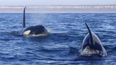 Embarcações proibidas de se aproximarem de grupos de orcas - TVI