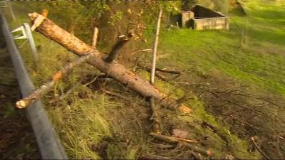 Homem de 57 anos morre colhido por árvore que estava a ser abatida em Esposende - TVI