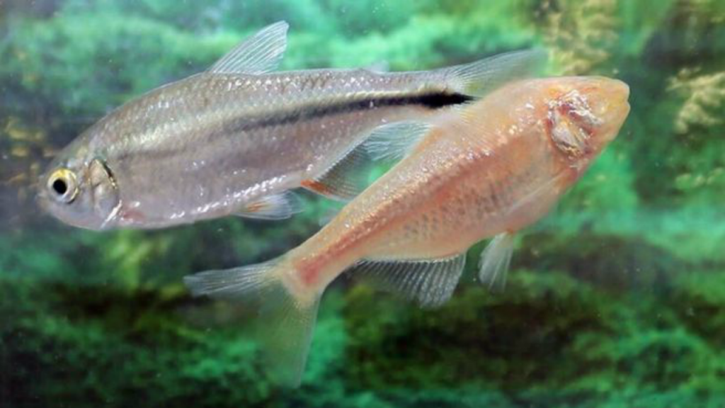 Astyanax mexicanus, o peixe que poderá regenerar corações humanos