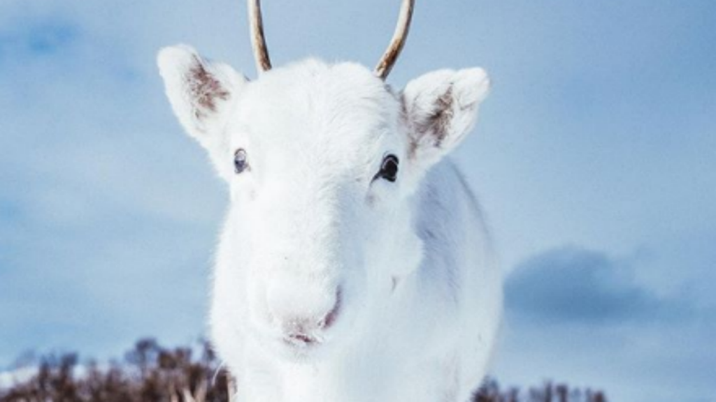 A rena bebé encontrada na Noruega sofre de uma mutação genética