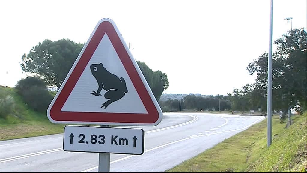 "Alerta sapos": novos sinais de trânsito em estrada portuguesa