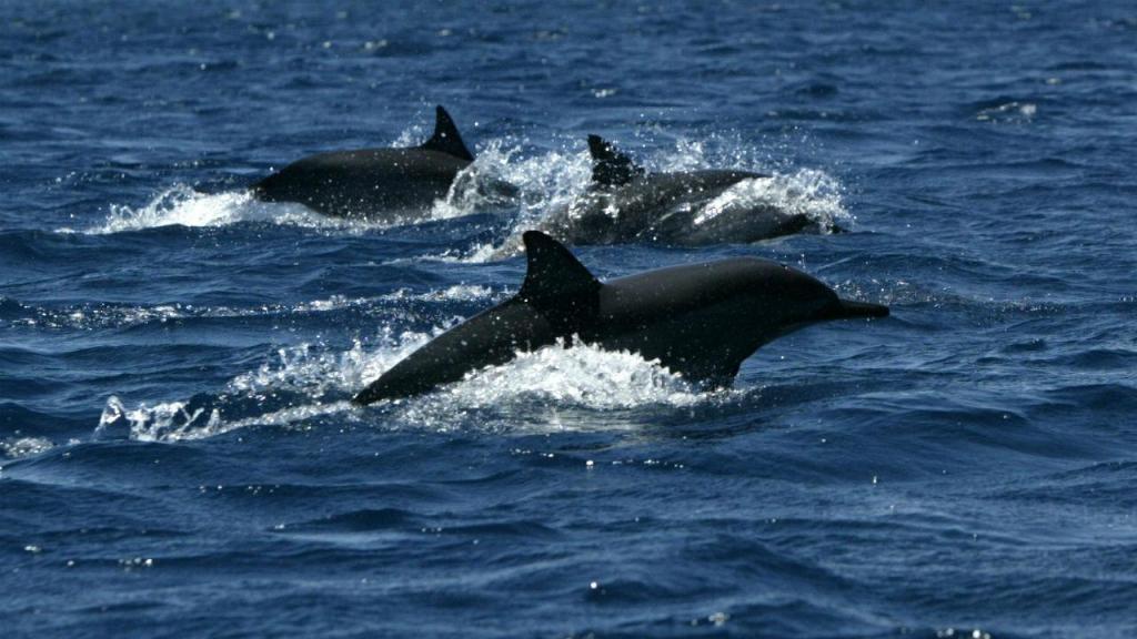 Resultado de imagem para Bruxelas pede que Portugal e outros 21 países acabem com capturas acidentais de golfinhos