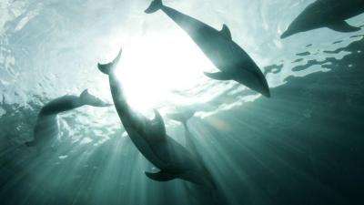 Golfinho boto-branco ibérico tem visitado as praias do Porto e Matosinhos - TVI