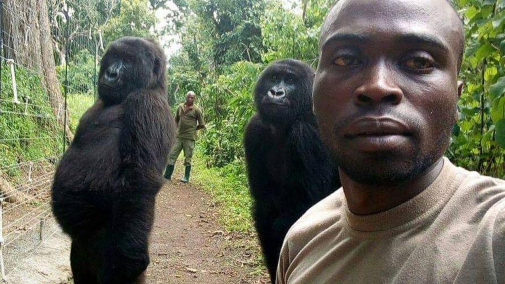 "selfie" com gorilas