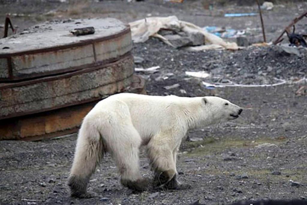 Urso polar avistado em cidade industrial da Sibéria