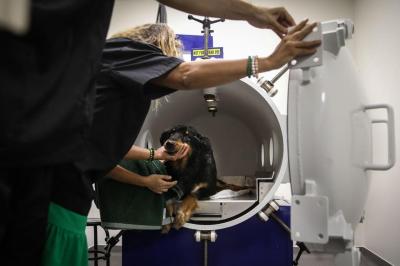 Abre ao público a primeira clínica com câmara hiperbárica para cães e gatos - TVI