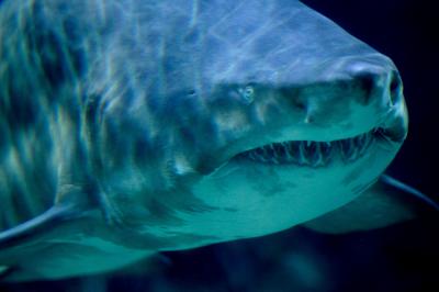 Tubarões estão a consumir cocaína despejada por traficantes no mar da Florida - TVI