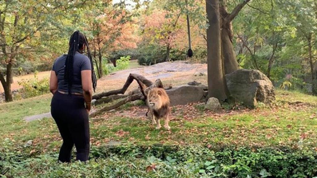 Mulher entrou no terreno dos leões no jardim zoológico do Bronx
