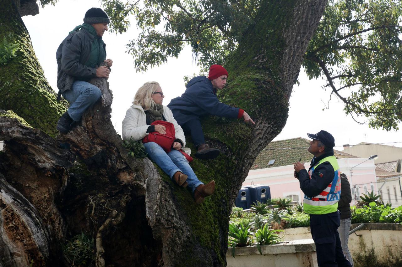 Manifestantes impedem abate de árvore com 300 anos na Figueira da Foz - TVI24