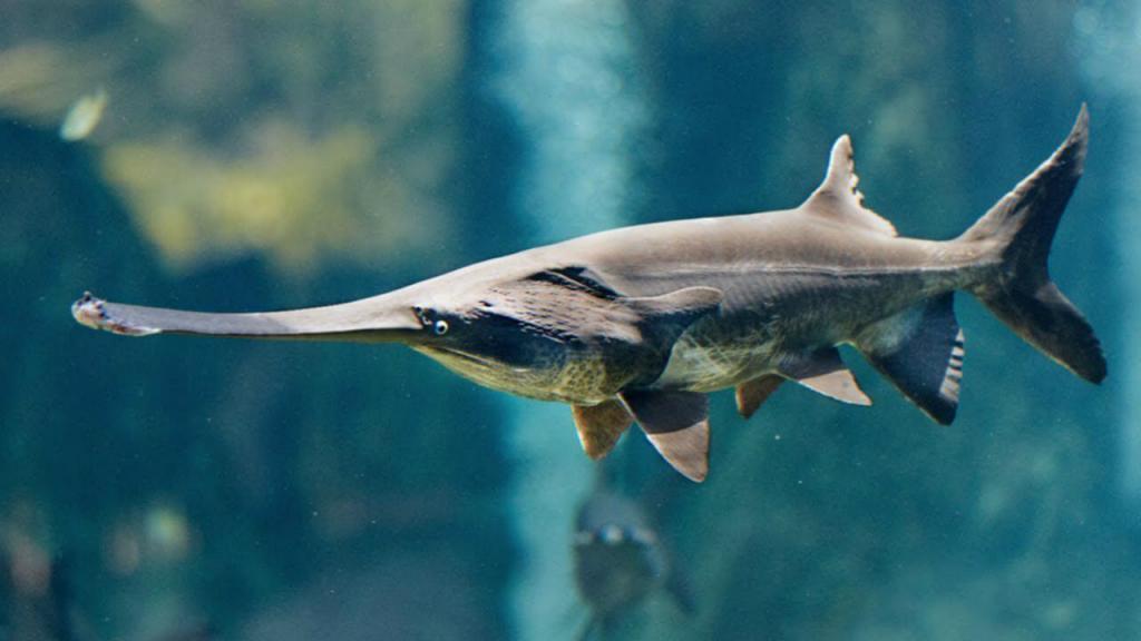 EUA adicionam peixe esturjão-chinês à lista de animais ameaçados de  extinção
