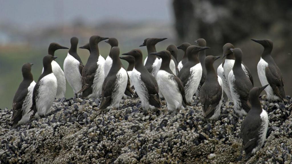 Cerca de um milhão de aves marinhas morreu devido a uma bolha de água quente no Pacífico