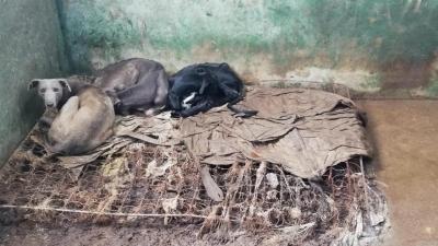 João Moura acusado de tratar "cruelmente" os cães: "Sabia que lhes causava lesões, dor, fome, sede, desconforto e sofrimento" - TVI
