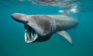 Tubarão Frade na costa espanhola