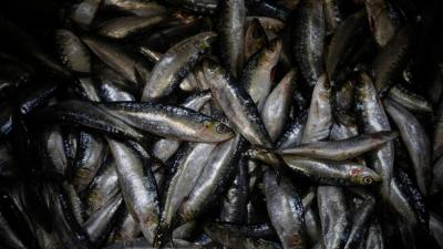 Pesca da sardinha com novos limites a partir de hoje - TVI