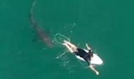 Matt Wilkinson escapa a ataque de tubarão (imagens Surf Life Saving NSW)