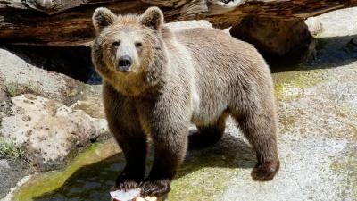 Urso-pardo mata casal numa floresta do Canadá - TVI