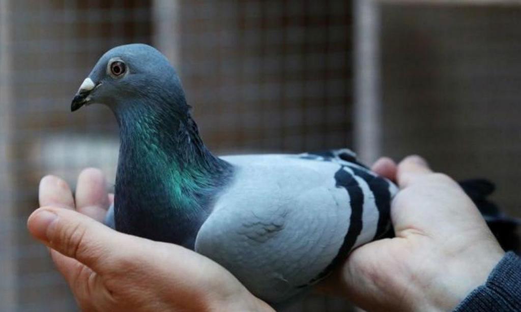 Chama-se New Kim e é o pombo-correio mais caro do mundo