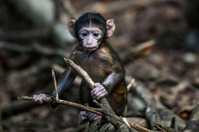 Nasce o primeiro macaco com células estaminais embrionárias de mais do que uma origem genética - TVI