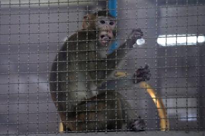 Cientistas chineses conseguem que macaco controle braço mecânico em experiência inovadora - TVI