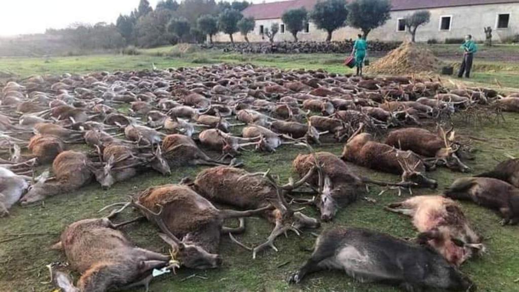 Mais de 500 animais mortos em montaria na Azambuja