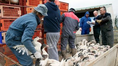 DGAV altera medidas de prevenção da gripe das aves devido a melhoria epidemiológica - TVI