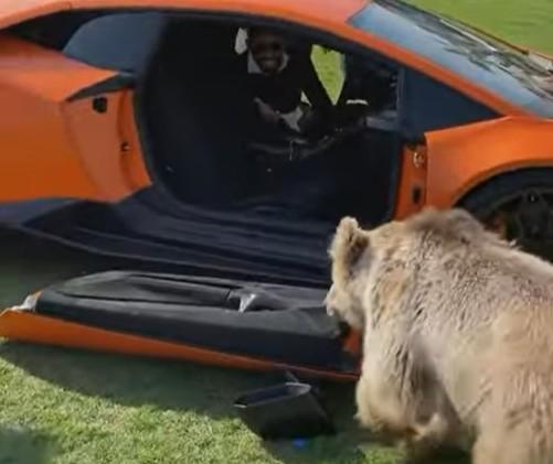 Urso arranca porta de Lamborghini (captura YouTube)
