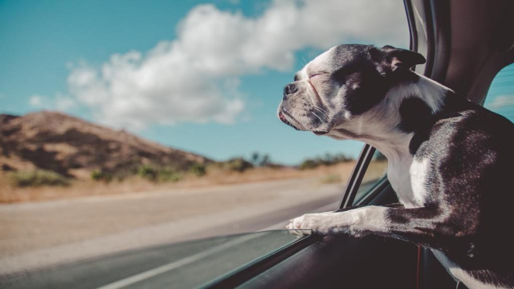 Viajar de carro com animais de estimação