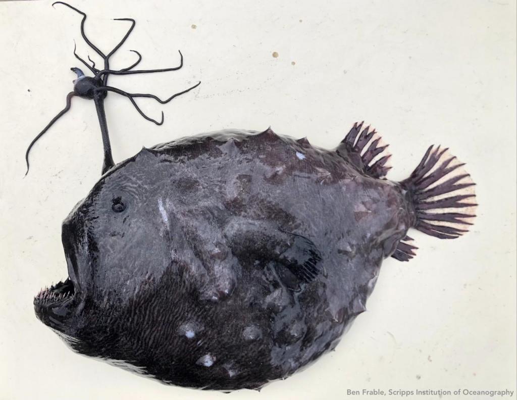 Pacific football fish encontrado na Califórnia (Scripps Institute of Oceanography)