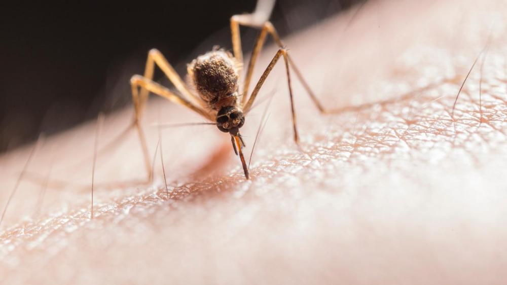 Mosquito - AWAY