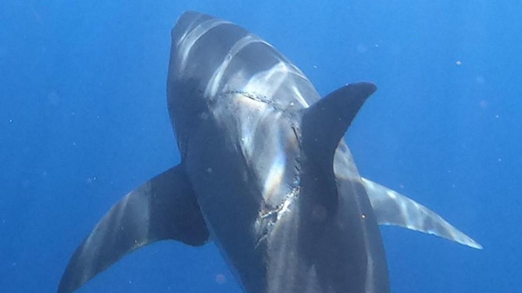 Foto incrível de um tubarão 
mostra uma misteriosa dentada de lado
